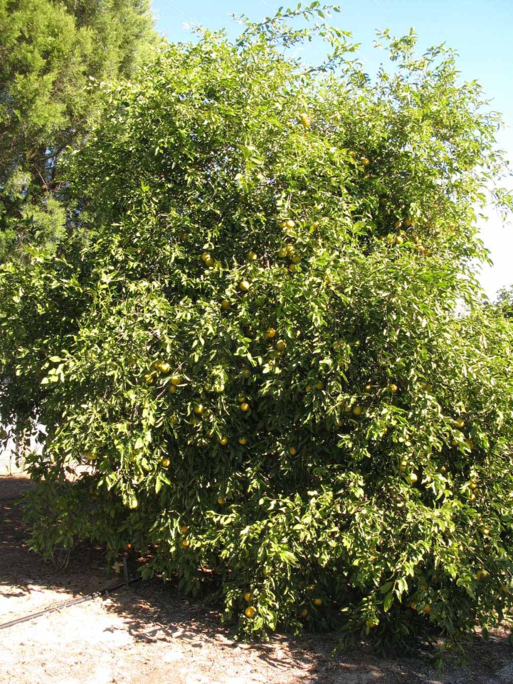              Habit (Winter Haven, FL)       